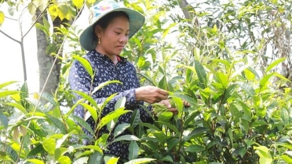 Organic direction in producing Suoi Giang ancient tea